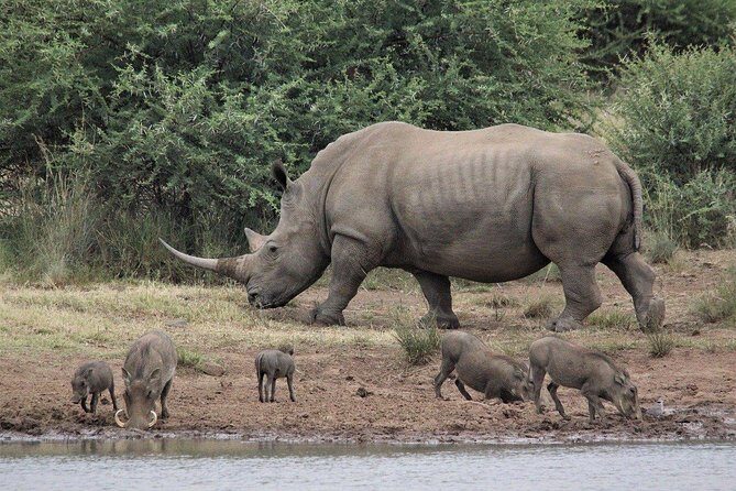 3 Days Masai Mara Joining Tour - Why this budget joining safari can work so well