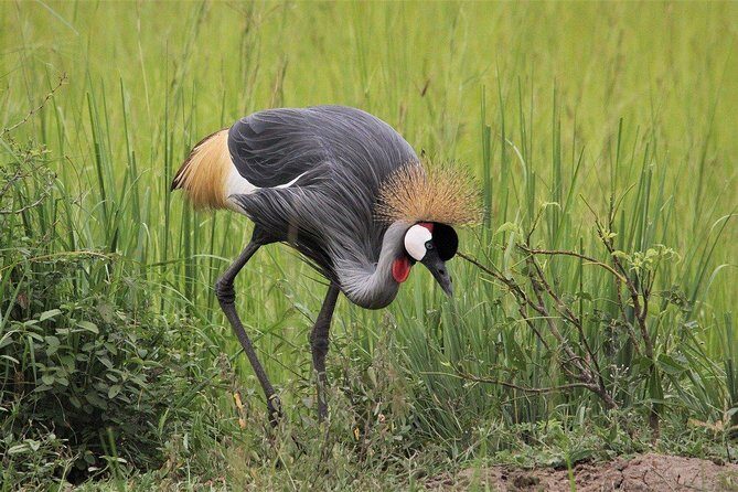 3 Days Masai Mara Joining Tour - Price and value: what US$750 buys you (and what it might not)