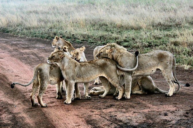 3 Days Masai Mara Joining Tour - What you can realistically expect to see