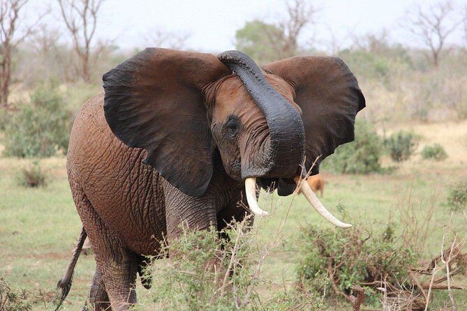 3 Days Masai Mara Joining Tour - Day 2: Two game drives, lions focused, and the balloon safari budget reality