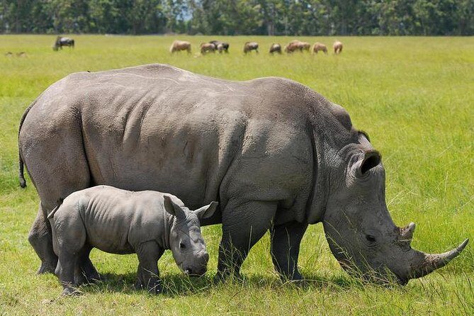 3 Days Masai Mara National Reserve Safari - Key Points That Matter