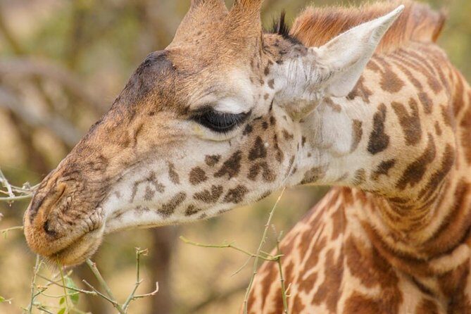 3 Days Masai Mara National Reserve Safari - Entering Masai Mara From Nairobi: Fast Start, Smart Timing