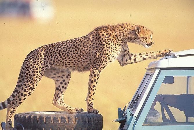 3 Days Masai Mara National Reserve Safari - Day 2: A Long, Classic Mara Day (Mara River Included)
