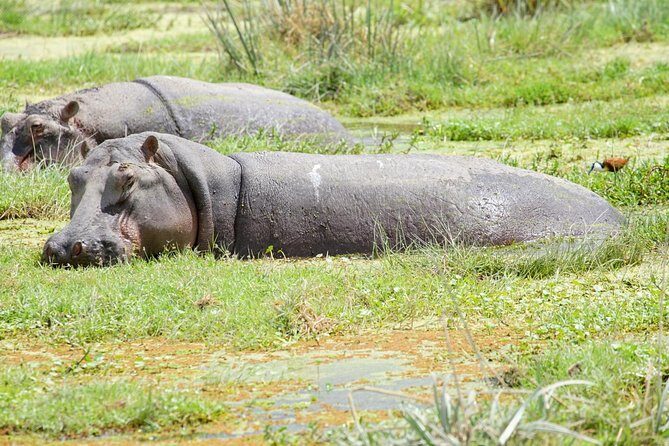 3 Days Masai Mara National Reserve Safari - What You’re Really Paying For: Value Beyond the Price Tag