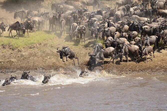 3 Days Masai Mara Private Safari at Sopa Lodge from Nairobi - The private safari feel: why your guide actually changes the experience
