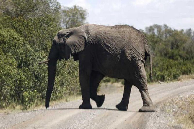3 Days Masai Mara Private Safari at Sopa Lodge from Nairobi - A full day chasing the Big Five: how you get more than one highlight