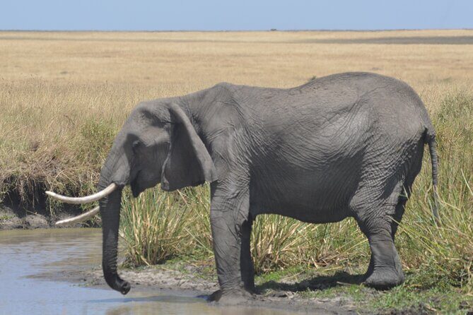 3-Days Masai Mara Rhythms Safari - Key highlights worth knowing before you go