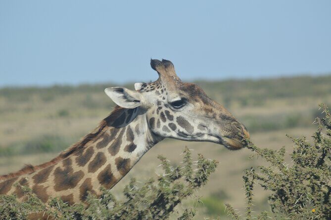 3-Days Masai Mara Rhythms Safari - Nairobi to Maasai Mara: the roadtrip that sets the tone