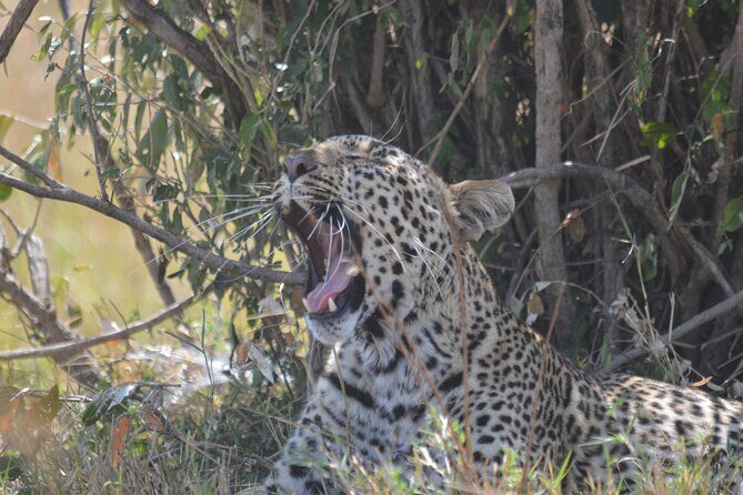 3-Days Masai Mara Rhythms Safari - What you can realistically expect to see beyond the headlines