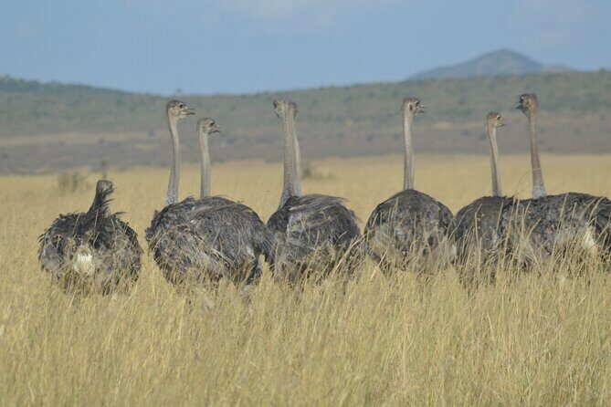 3-Days Masai Mara Rhythms Safari - Day 3 Nairobi return: early drive, souvenir stopovers, and a late-afternoon finish