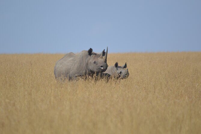 3-Days Masai Mara Rhythms Safari - Should you book the 3-Days Masai Mara Rhythms Safari?