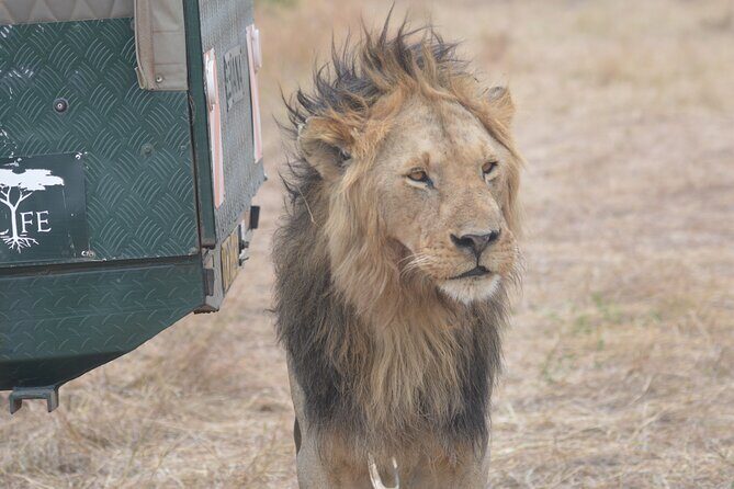 3-Days Masai Mara Rhythms Safari - Day 1 arrival to Maasai Mara: evening Big Five and a lodge reset
