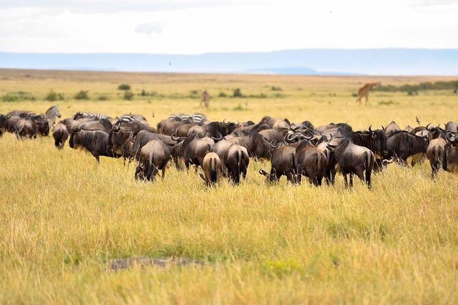 3 Days Masai Mara Safari - Nairobi pickup and the Great Rift Valley drive to Masai Mara