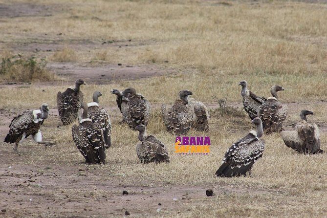 3 Days Masai Mara Safari - Price and logistics: what $400 really buys you