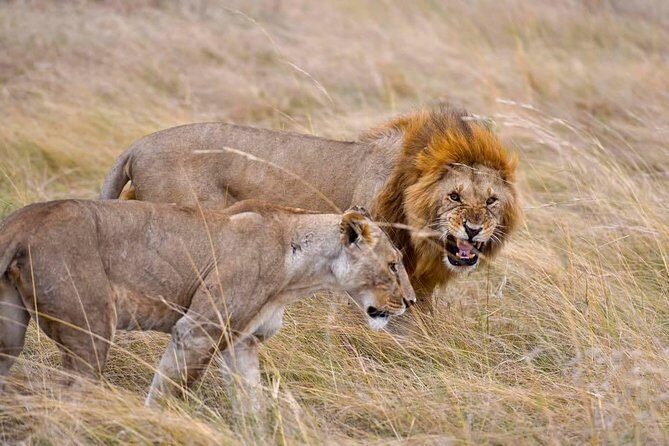 3 Days Masai Mara Safari - Food, comfort, and what “basic amenities” means in practice