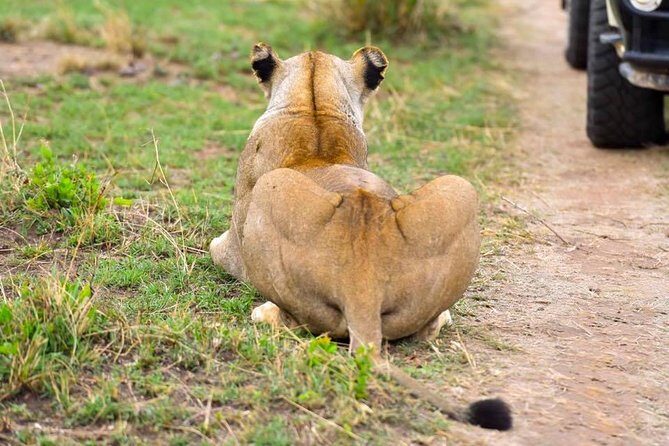 3 Days Masai Mara Safari - Should you book this 3 Days Masai Mara Safari with Abana Safaris?