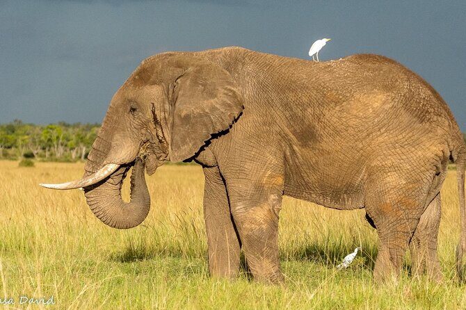 3 Days Masai Mara Tented Camp & Transport 4 x 4 Jeep - Key highlights you’ll care about