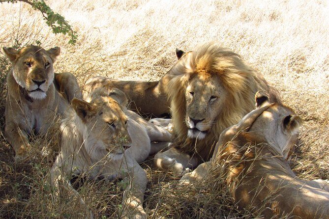 3 Days Masai Mara Tented Camp & Transport 4 x 4 Jeep - Tips for Planning Your Photos, Packing, and Comfort