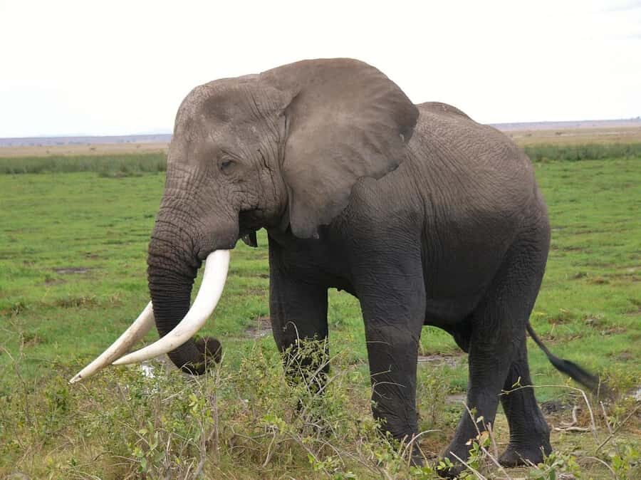 3 Days Nairobi to Amboseli to Tsavo East to Mombasa Safari - Key things that make this safari work