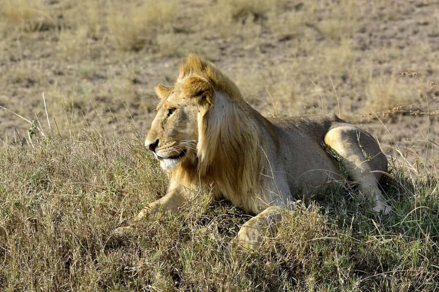 3 Days Nairobi to Amboseli to Tsavo East to Mombasa Safari - Price and what you’re actually paying for