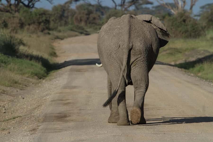 3 Days Nairobi to Amboseli to Tsavo East to Mombasa Safari - Amboseli to Tsavo East: the Kenya big-game route in 3 days