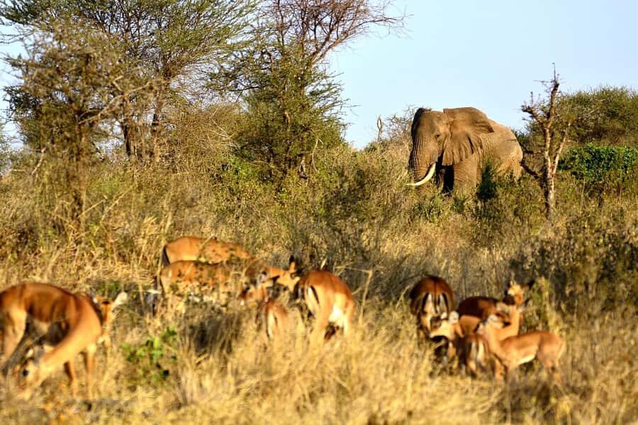 3 Days Nairobi to Amboseli to Tsavo East to Mombasa Safari - What makes Amboseli’s game drives more than elephant spotting