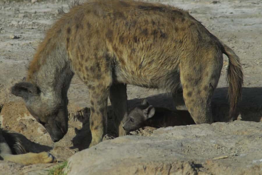 3 Days Nairobi to Amboseli to Tsavo East to Mombasa Safari - Morning game drive before the coast: ending in Mombasa
