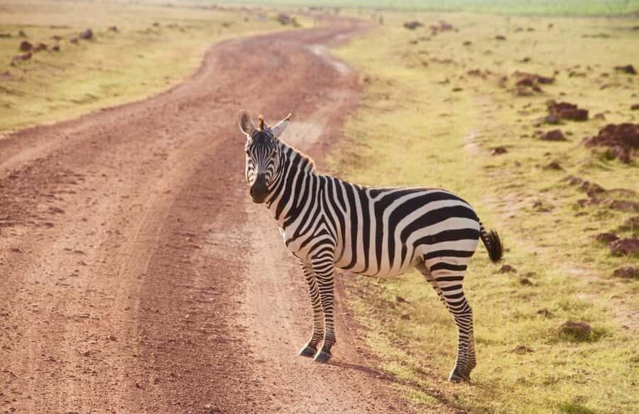3 Days Nairobi to Amboseli to Tsavo East to Mombasa Safari - Why the park mix is worth the tight schedule