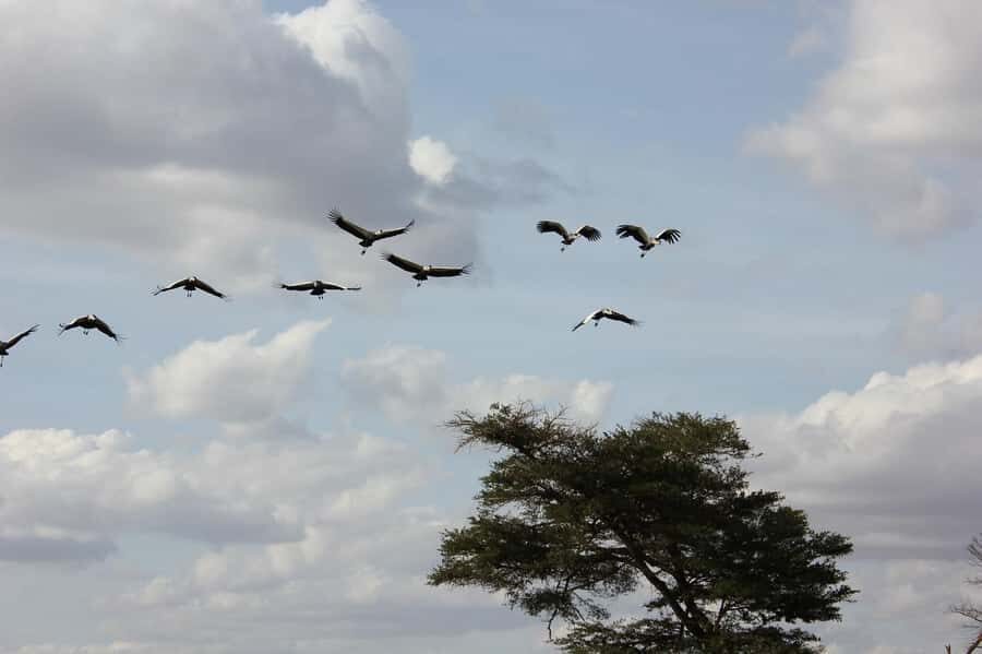 3 Days Nairobi to Amboseli to Tsavo East to Mombasa Safari - Lodges, meals, and the comfort level you should expect