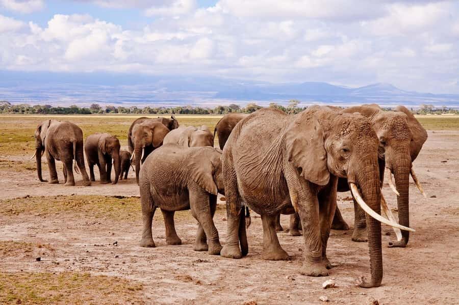 3 Days Nairobi to Amboseli to Tsavo East to Mombasa Safari - Transport and what it means for your spotting chances