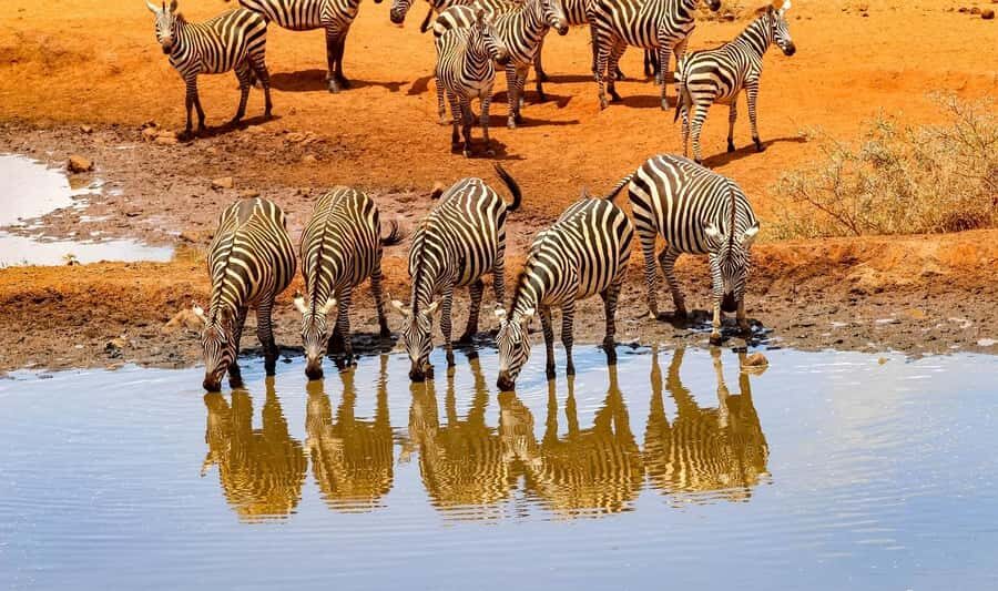 3 Days Nairobi to Amboseli to Tsavo East to Mombasa Safari - How the Nairobi-to-Amboseli day sets the pace