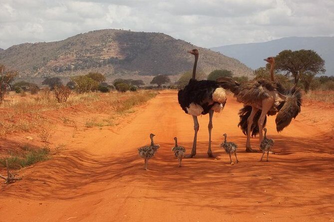 3 days Red elephant safari - Day 2: Taita Hills Wildlife Sanctuary and stilted waterhole watching