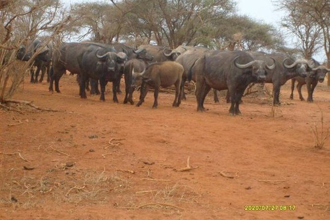 3 days Red elephant safari - Day 3: Early drive, then back to Diani Beach