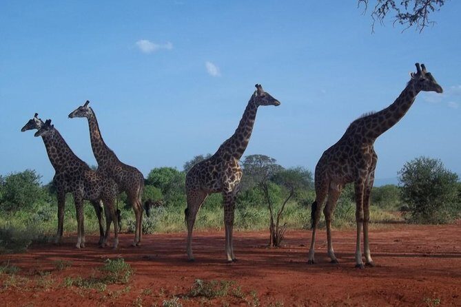 3 days Red elephant safari - Comfort, timing, and transport: the practical side