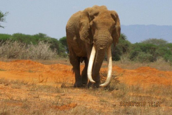 3 days Red elephant safari - Price check: is $980 good value?
