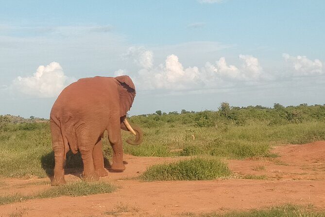3 Days safari Tsavo East and Amboseli national park. - Private transportation is the hidden upgrade here
