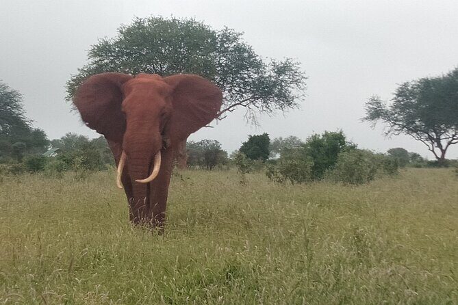 3 Days safari Tsavo East and Amboseli national park. - Lodges and the “animals near the lodge” factor