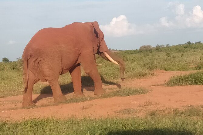 3 Days safari Tsavo East and Amboseli national park. - Price and value: $1,000 per person for a private 3-day circuit