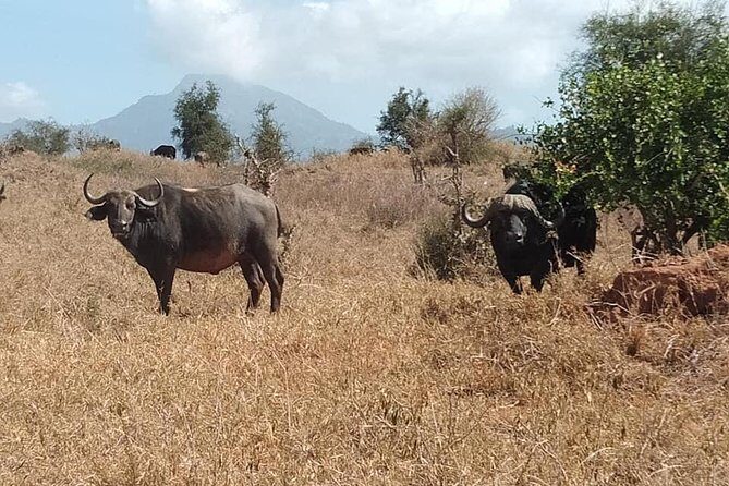 3 Days Safari Tsavo East and Taita Hills Saltlick Lodge - From Diani Beach to Tsavo: the 5:00 am reality check