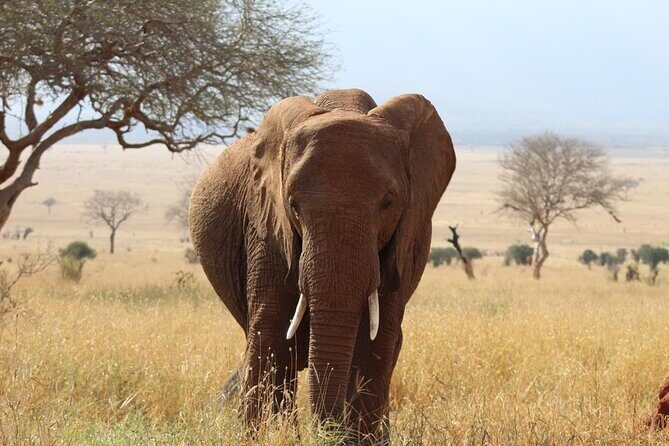 3 Days Safari Tsavo East and Taita Hills Saltlick Lodge - Day 3 morning drive to Mombasa region: fast photos, then the return