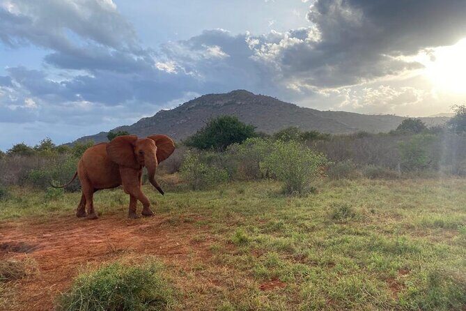 3 Days Safari Tsavo East and Taita Hills Saltlick Lodge - Food, comfort, and how meals support real safari time