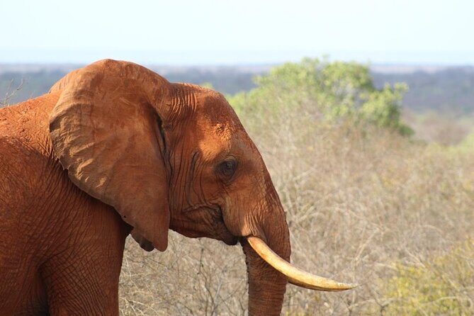 3 Days Safari Tsavo East and Taita Hills Saltlick Lodge - Who this Tsavo East and Taita Hills safari fits best
