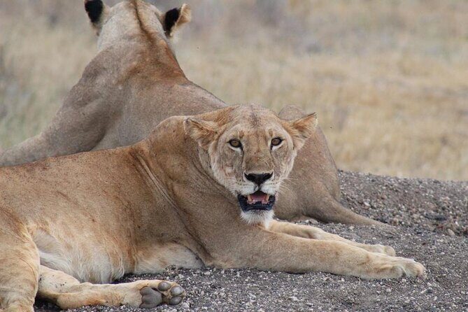 3 Days Safari Tsavo East and Taita Hills Saltlick Lodge - Should you book 3 Days Safari Tsavo East and Taita Hills?
