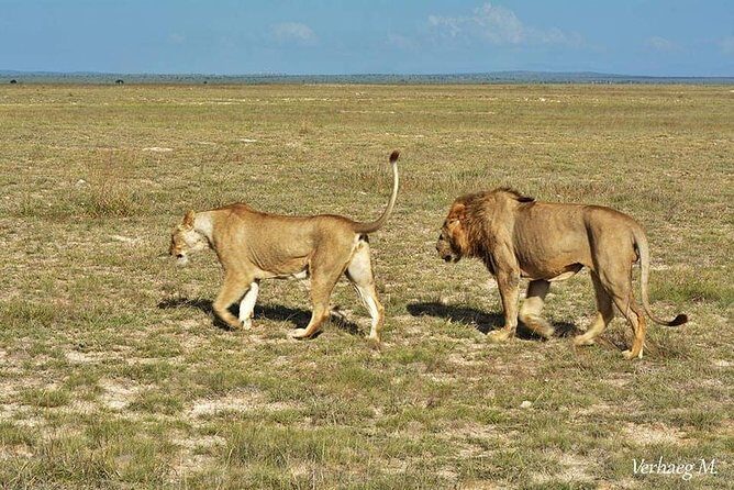 3 Days Safari Tsavo East and Taita Hills Saltlick Lodge - Tsavo East on Day 1: early wildlife viewing, fewer distractions