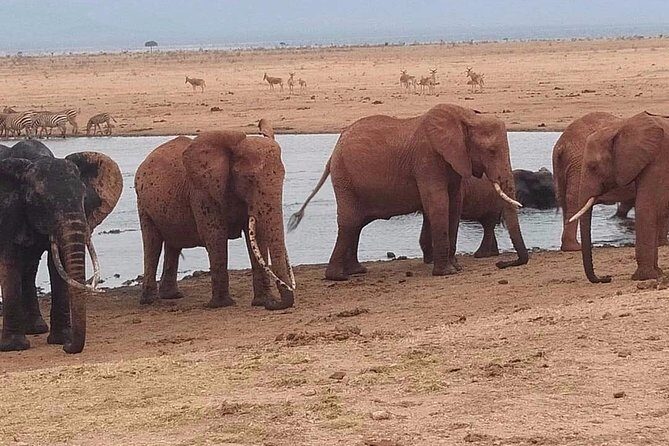 3 days safari Tsavo East and West - Key Highlights You’ll Actually Notice