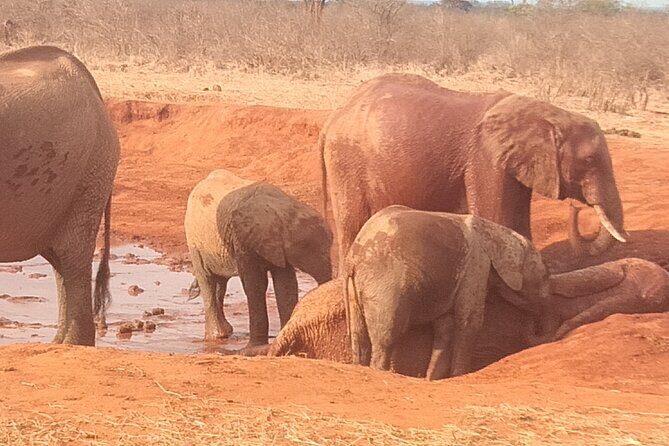 3 days safari Tsavo East and West - Diani Beach to Tsavo East: The 5:00 am Launch That Pays Off