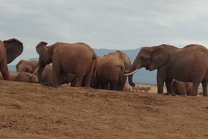 3 days safari Tsavo East and West - Ngulia Safari Lodge and Tsavo West: Focus on the Rhino Sanctuary Time