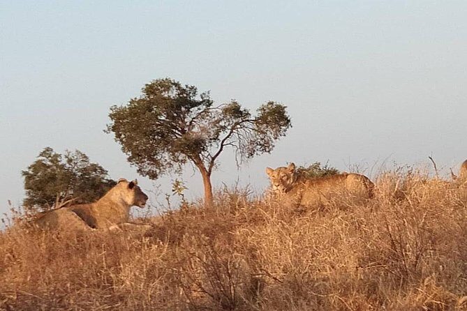 3 days safari Tsavo East and West - Day Three: Leaving Tsavo with a Final Morning Drive and a Highway Lunch