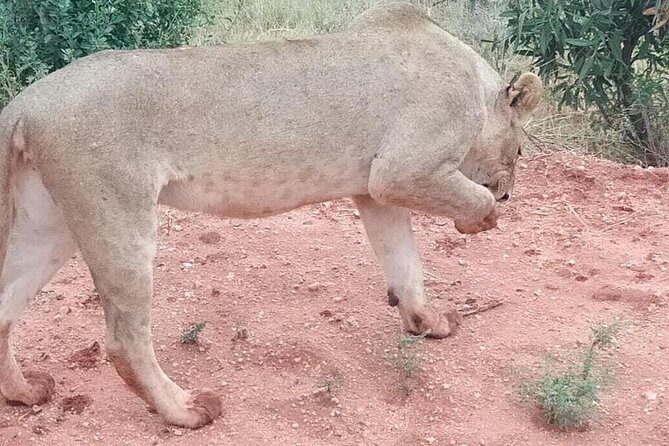 3 days safari Tsavo East and West - Price and Value: How $850 Can Work (or Not) for You