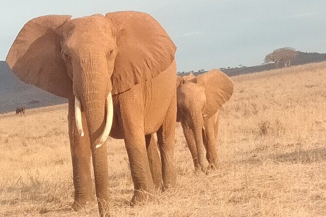 3 days safari Tsavo East and West - Guide Team and the Real Difference Between a Safari and a Tour